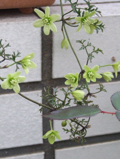 クレマチス ペトリエイ満開 Ma Petite Terrasse